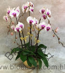 Orchid Phalaenopsis Gift Set - CODE 1137